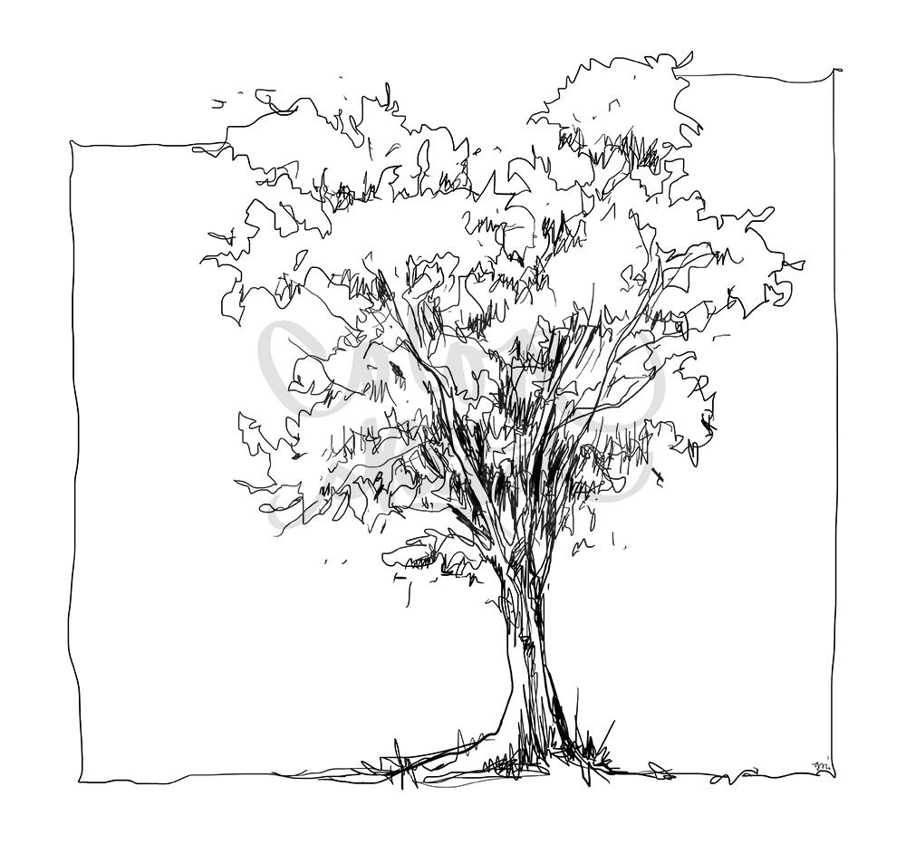 ColorSketch Motiv Baum