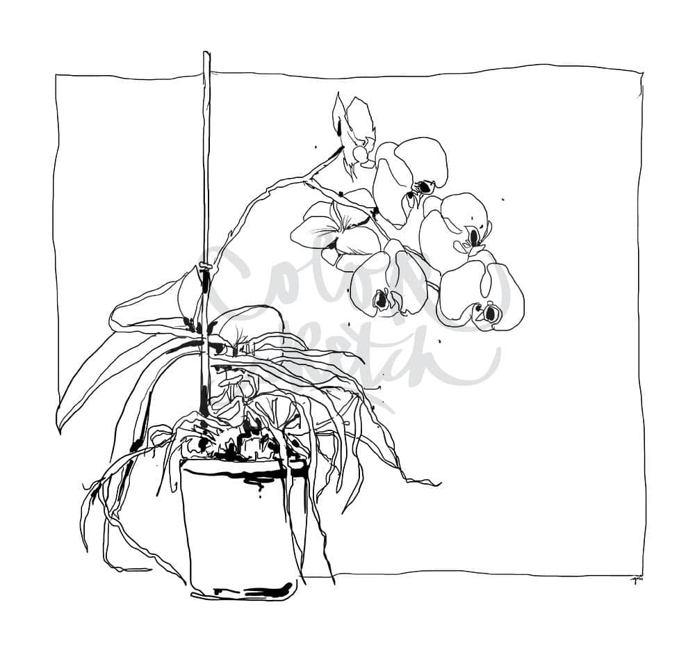 ColorSketch Motiv Orchidee