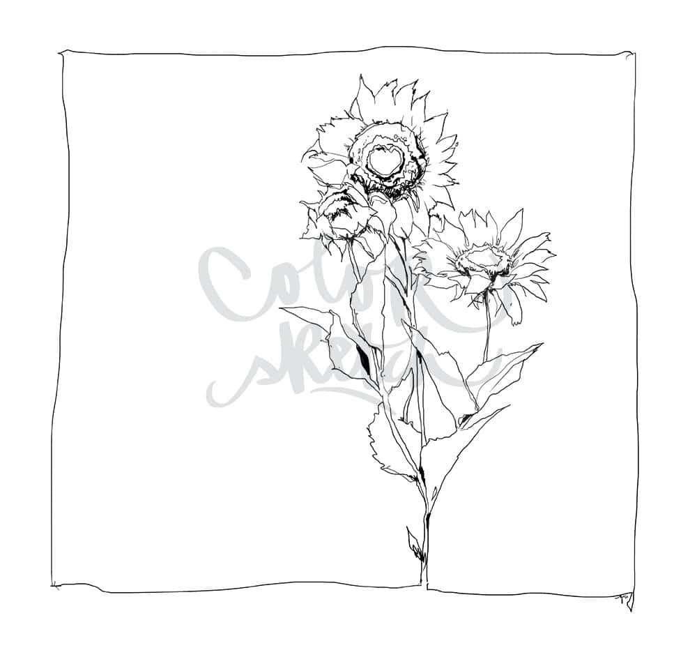 ColorSketch Motiv Sonnenblume